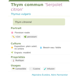 Fiche descriptive de Thym commun Serpolet citron