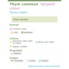 Fiche descriptive de Thym commun Serpolet citron