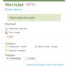 Fiche descriptive de Merisier MFR