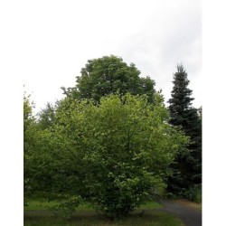 Photo d'un commun Arbustif dense biodiversité