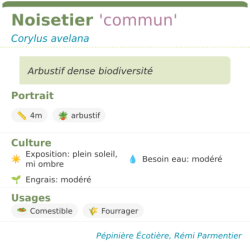 Fiche descriptive de Noisetier commun