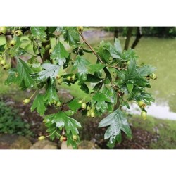 Photo d'une aubépine Floraison blanche précoce