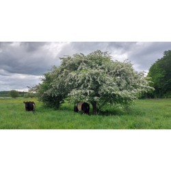 Photo d'une aubépine Floraison blanche précoce