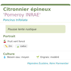 Fiche descriptive de Citronnier épineux Pomeroy INRAE