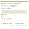 Fiche descriptive de Citronnier épineux Pomeroy INRAE