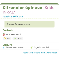 Fiche descriptive de Citronnier épineux Krider INRAE