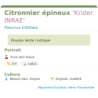 Fiche descriptive de Citronnier épineux Krider INRAE