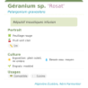 Fiche descriptive de Géranium sp Rosat
