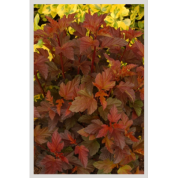 Photo d'un Diable D'Or® Couleurs chaudes