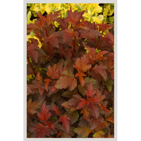 Photo d'un Diable D'Or® Couleurs chaudes