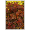 Photo d'un Diable D'Or® Couleurs chaudes