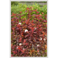Photo d'un Diable D'Or® Couleurs chaudes