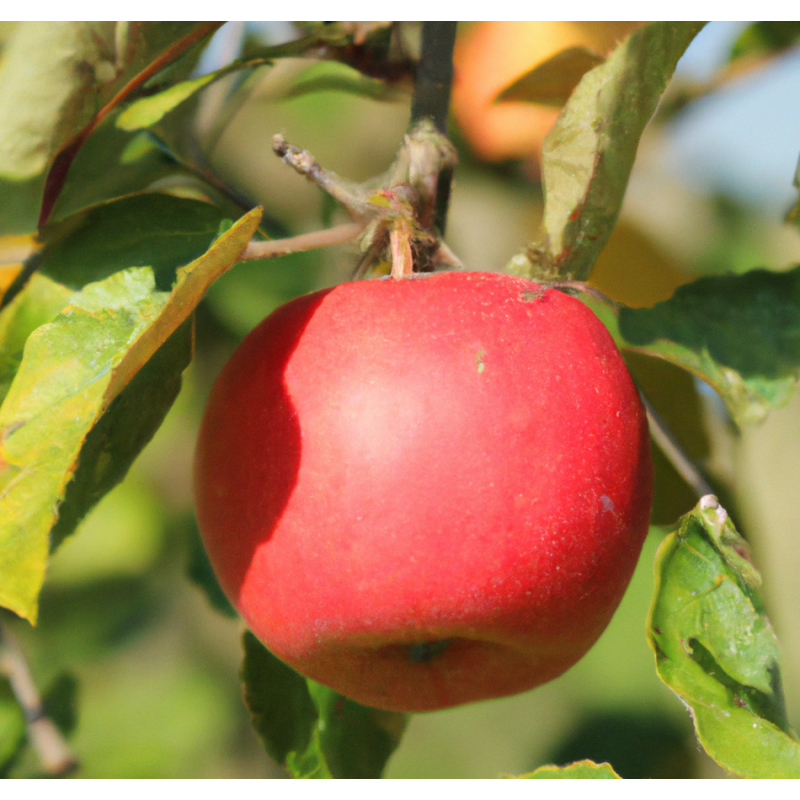 Photo d'un Court pendu rouge Pomme résistante productive