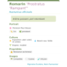 Fiche descriptive de Romarin Prostratus Rampant