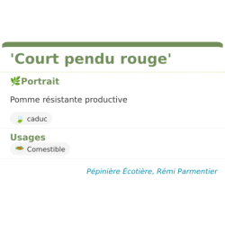Fiche descriptive de Court pendu rouge