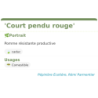 Fiche descriptive de Court pendu rouge