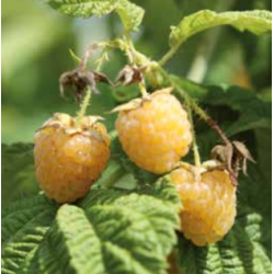 Photo d'un Fallgold Jaune Sucrée Abondante