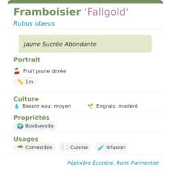 Fiche descriptive de Framboisier Fallgold