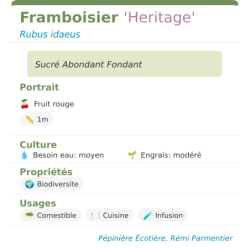 Fiche descriptive de Framboisier Heritage