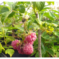 Photo d'un Malling promise Framboises rouges douces