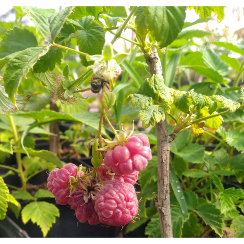 Photo d'un Malling promise Framboises rouges douces