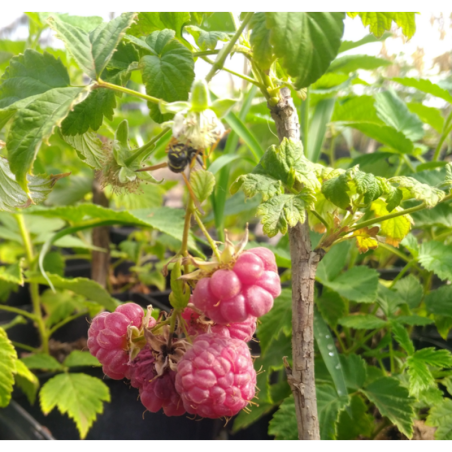 Photo d'un Malling promise Framboises rouges douces