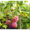 Photo d'un Malling promise Framboises rouges douces