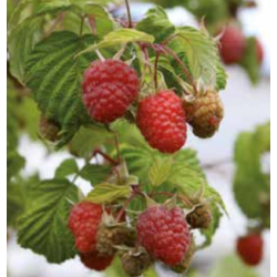 Photo d'un Malling promise Framboises rouges douces