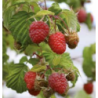 Photo d'un Malling promise Framboises rouges douces