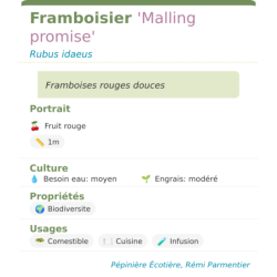 Fiche descriptive de Framboisier Malling promise