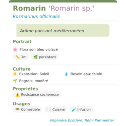 Fiche descriptive de Romarin Romarin sp