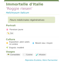 Fiche descriptive de Immortelle dItalie Roggie riesen