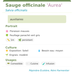  mellifère