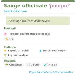  mellifère