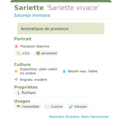 Fiche descriptive de Sariette Sariette vivace