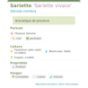 Fiche descriptive de Sariette Sariette vivace