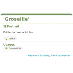 Fiche descriptive de Groseille