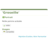 Fiche descriptive de Groseille
