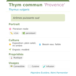 Fiche descriptive de Thym commun Provence