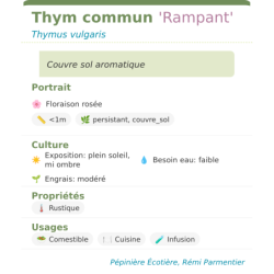 Fiche descriptive de Thym commun Rampant
