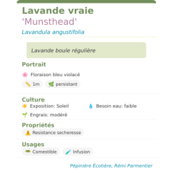 Fiche descriptive de Lavande vraie Munsthead