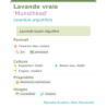 Fiche descriptive de Lavande vraie Munsthead