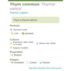 Fiche descriptive de Thym commun Thymol varico