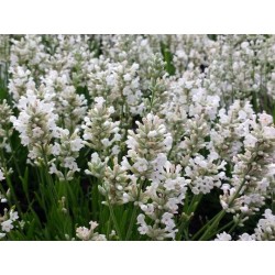 Photo d'un Edelweiss’ Fleurs blanches bleutées