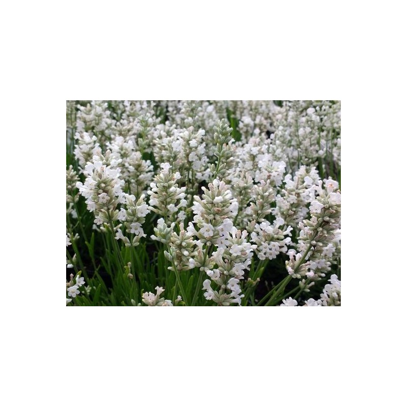 Photo d'un Edelweiss’ Fleurs blanches bleutées