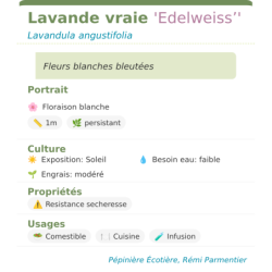 Fiche descriptive de Lavande vraie Edelweiss
