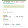 Fiche descriptive de Lavande vraie Edelweiss