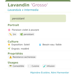 Fiche descriptive de Lavandin Grosso