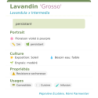 Fiche descriptive de Lavandin Grosso