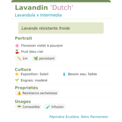 Fiche descriptive de Lavandin Dutch